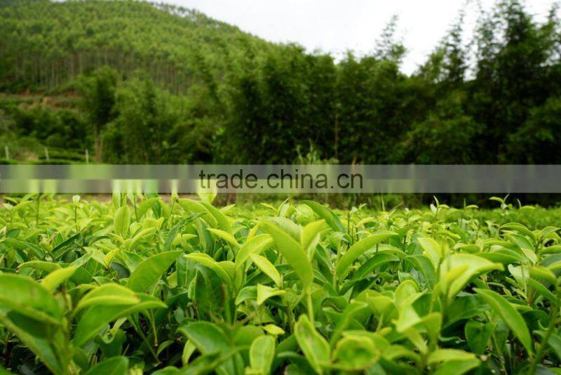 Long Leaf Factory Chinese Organic Green Tea Wholesale