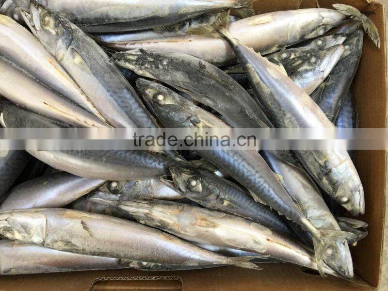 Top quality Newly pacific mackerel 5-7pcs/kg