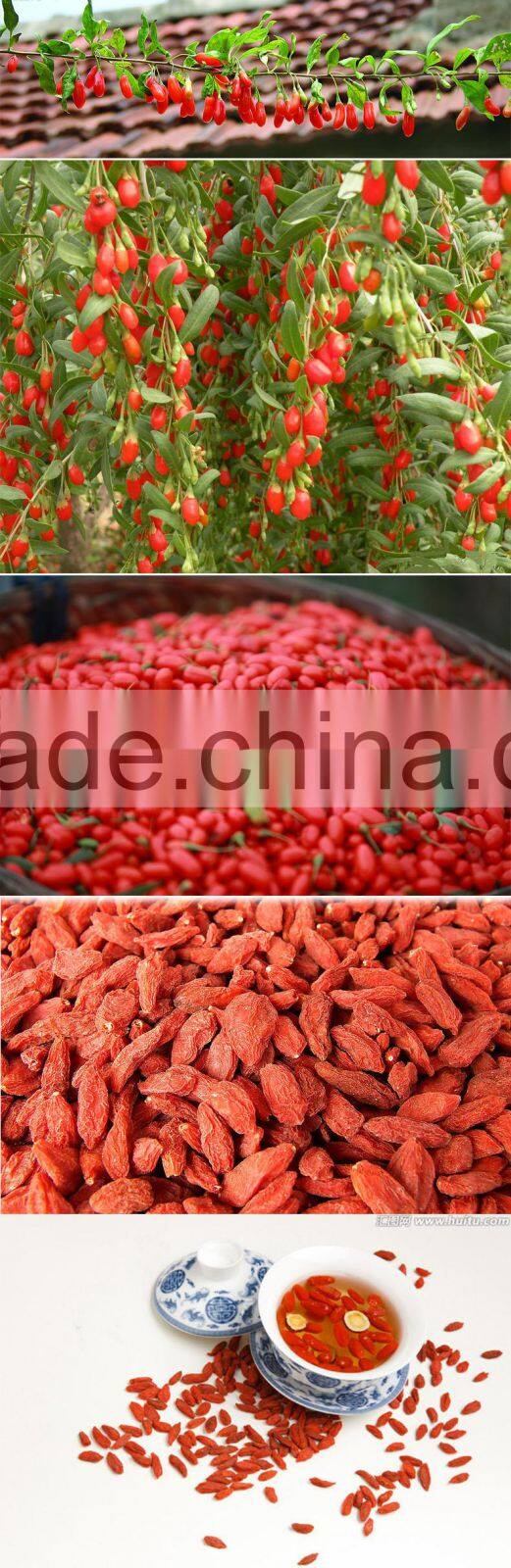 herbal goqi Tea Chinese dried Goji Berries for sex Goji berry(Wolfberry)