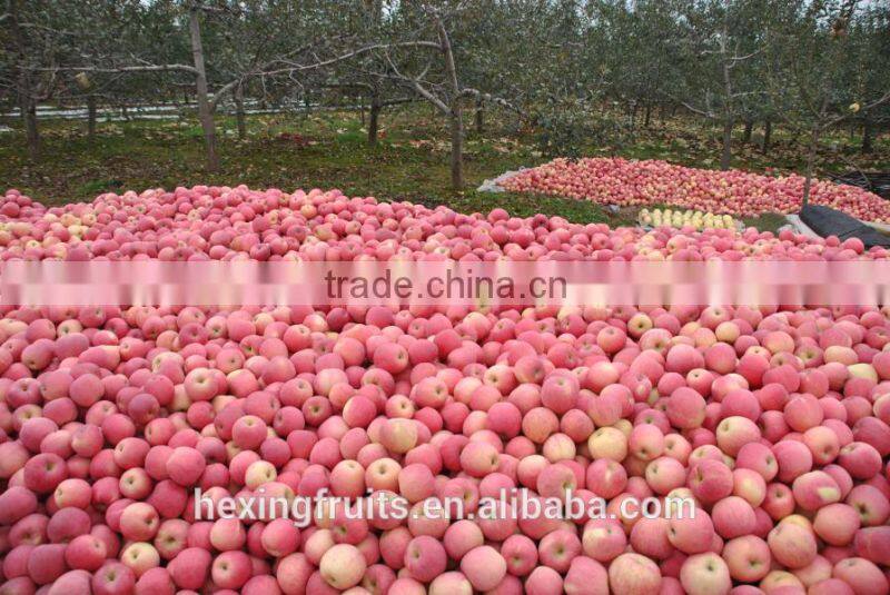 Fresh Red Shanxi Qinguan Apples Import From China
