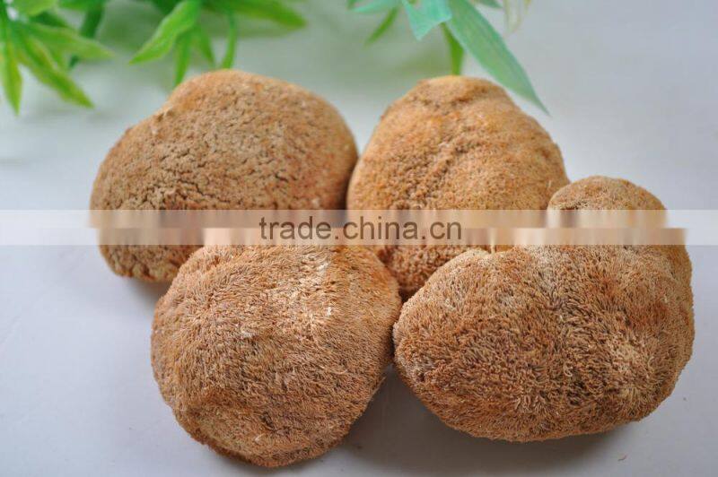 100% pure lions mane/hericium erinaceus mushroom extract