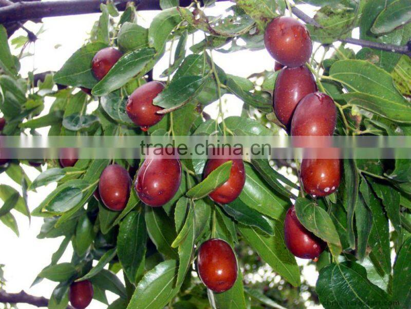 Red dates multiple layer stainless steel conveyor dryer