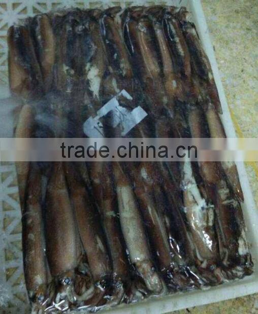 Frozen Whole Round Squid