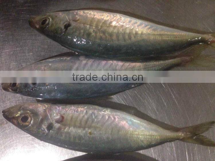 Mackerel scad frozen blue scad fish for sale