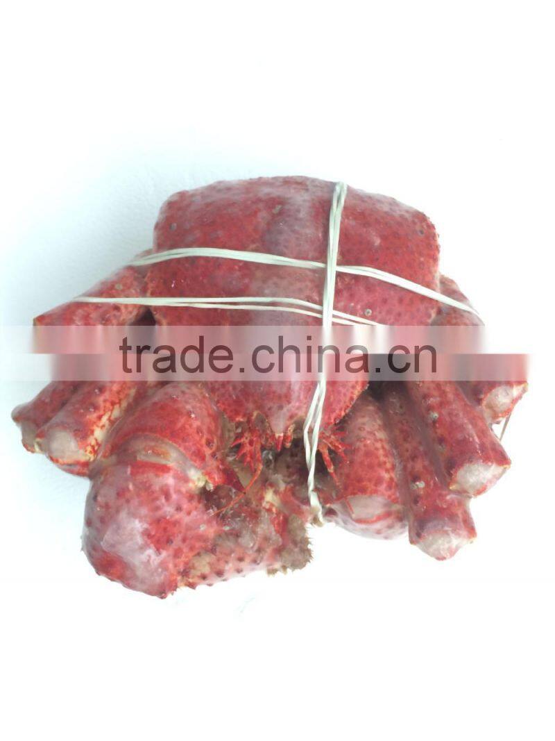 Hairy Snow Crab Antarctica