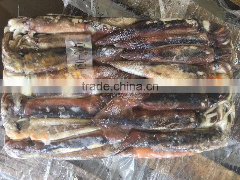 150-200g Illex Argentinus Squid Frozen Squid