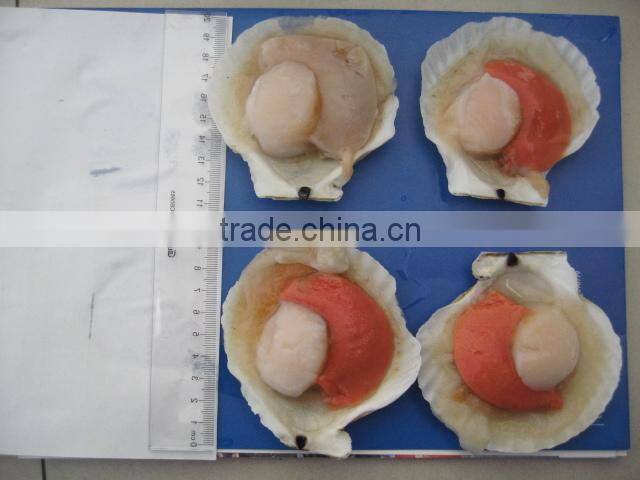 frozen hokkaido scallop