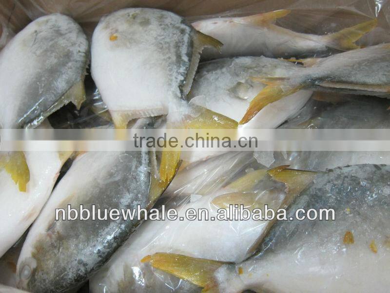 300-500G 400-600G 500-700G 800G UP pompano fish