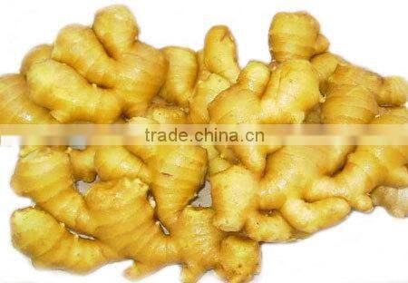 Fresh Ginger for Exportation