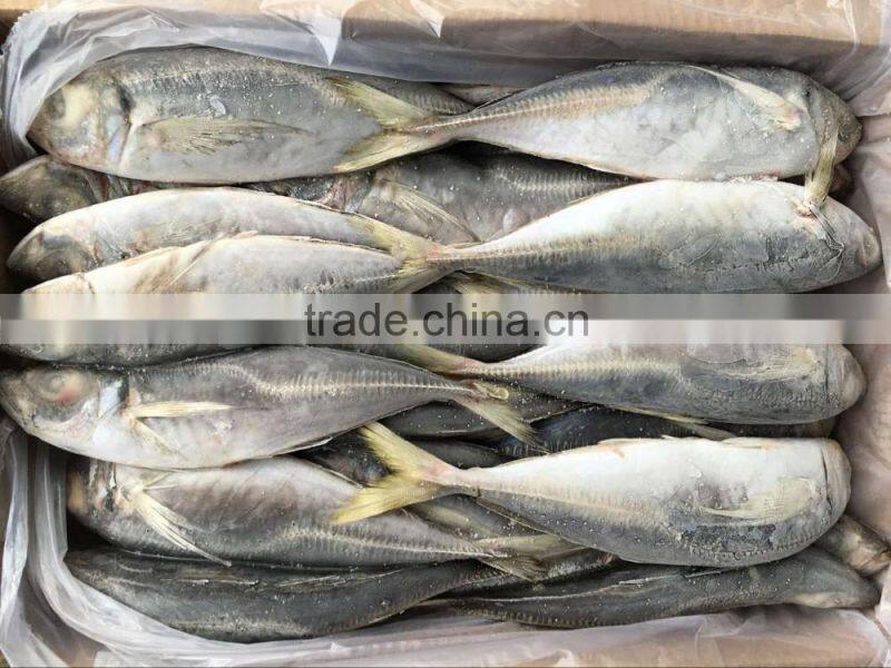25cm+ CARAPAU Frozen Horse Mackerel