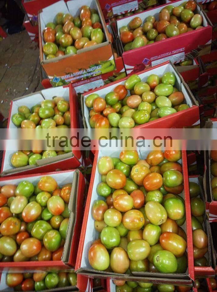 FRESH TOMATOES cheap