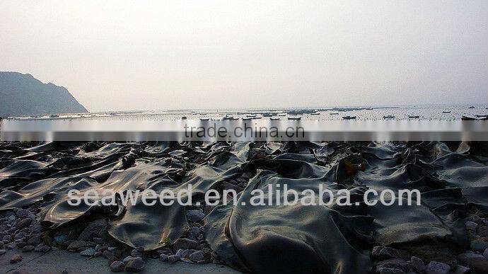 Dried konbu /kelp/Laminaria japonica