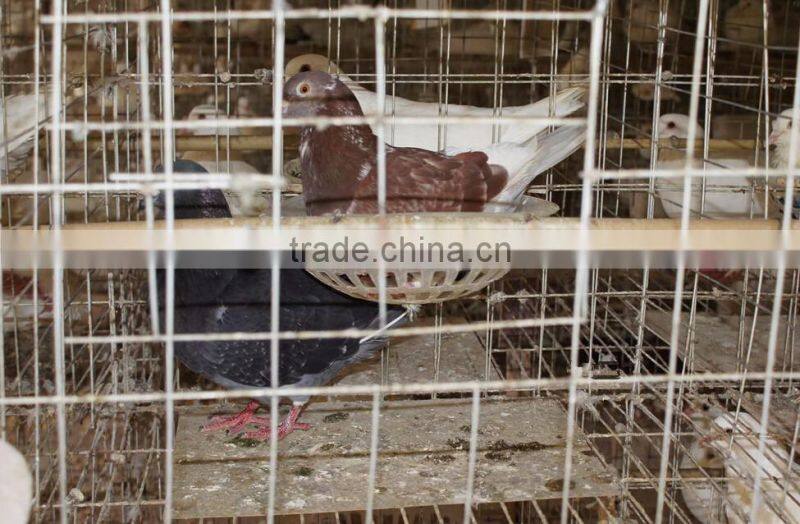 3 layers 12 doors pigeon cages for poultry farm