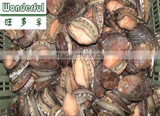 2016 low price abalone feed kelp|laminaria japonica