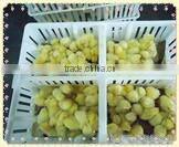 680mm*490m pp chicks transport box for logistic