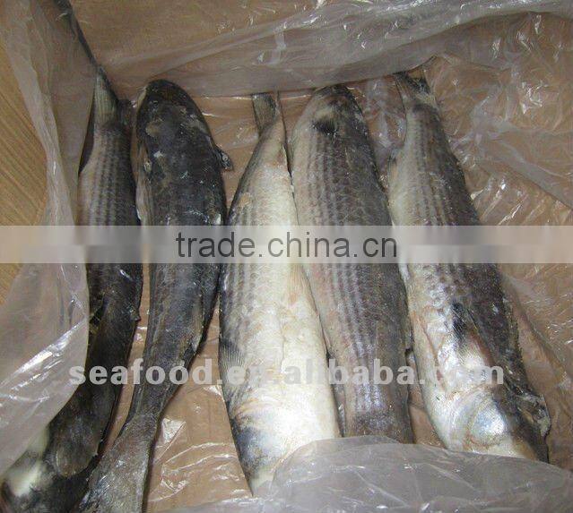 FROZEN Grey mullet
