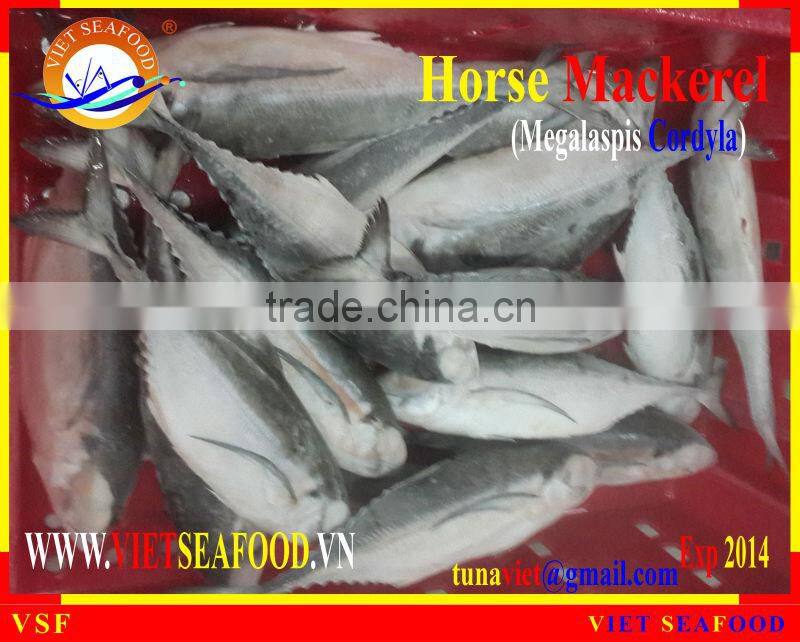 FROZEN W/R HORSE MACKEREL