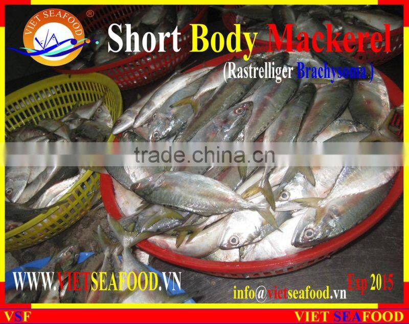 FROZEN SHORT BODY MACKEREL WHOLE ROUND