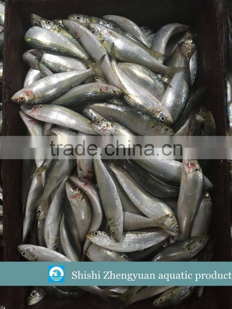 New landing Frozen fresh unprocessed HGT sardine