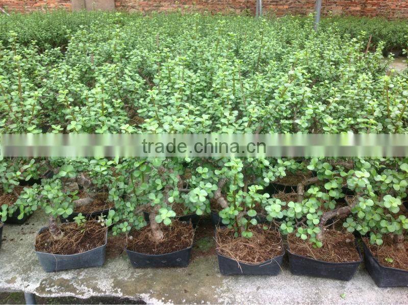 Portulacaria afra bonsai ( Jade plant)