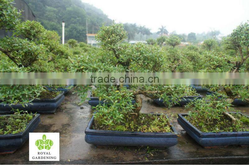 Serissa foetida bonsai tree