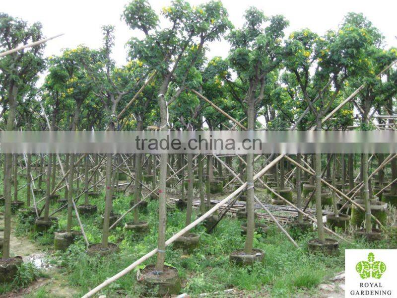 Cassia glauca (Cassia surattensis)