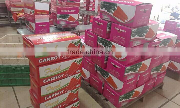 wholesale Chinese fresh carrots with high quality and good price