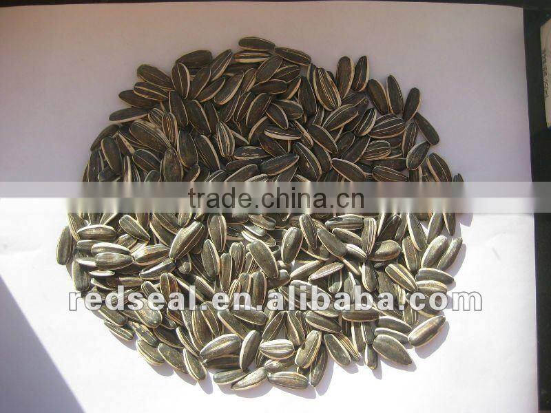2014 White Sunflower seeds