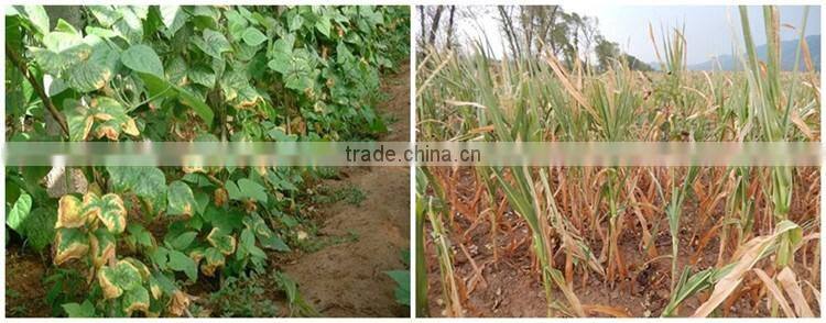 Huminrich Promote Metabolism And Cell Division Amino Acid Granules Form