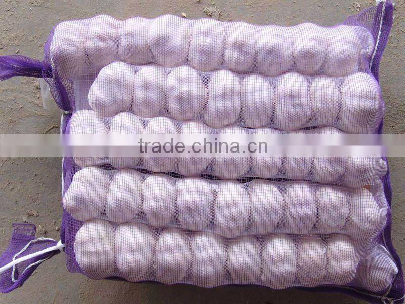 2012 crop normal white garlic in carton packing