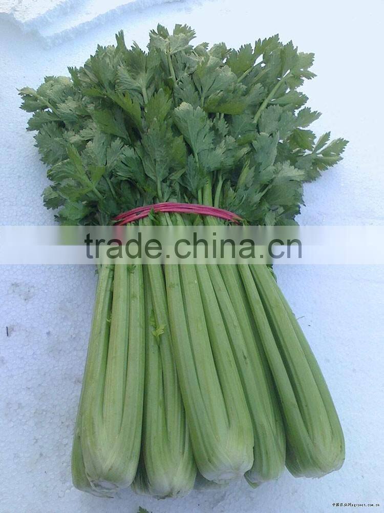 Chinese fresh celery