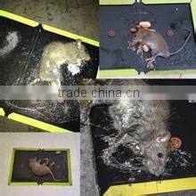 Best Selling Quality Factory Direct Supply Mouse Glue Trap