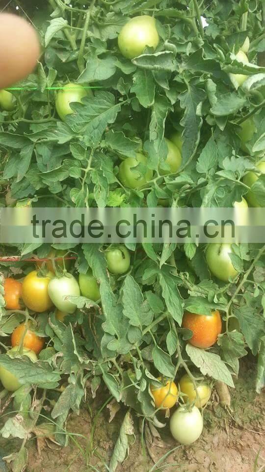 Red Jumbo F1 Hybrid Tomato Seeds