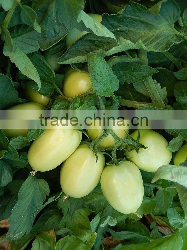 Marina F1 (Pelleted) Hybrid Tomato Seeds
