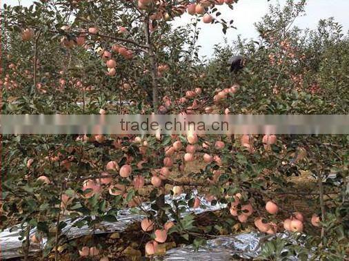 Water Soluble Fertilizer Containing Humic Acid 10-5-17