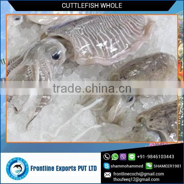 Bestseller of Frozen Cuttle Fish for Low Price Sale