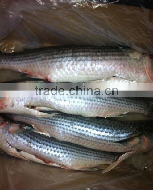 Whole Round Frozen Mullet Fish