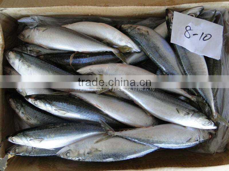 300g+ sea frozen/land frozen pacific mackerel