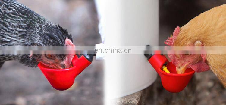 pigeons water bowl pigeon quail bird drinkers cup