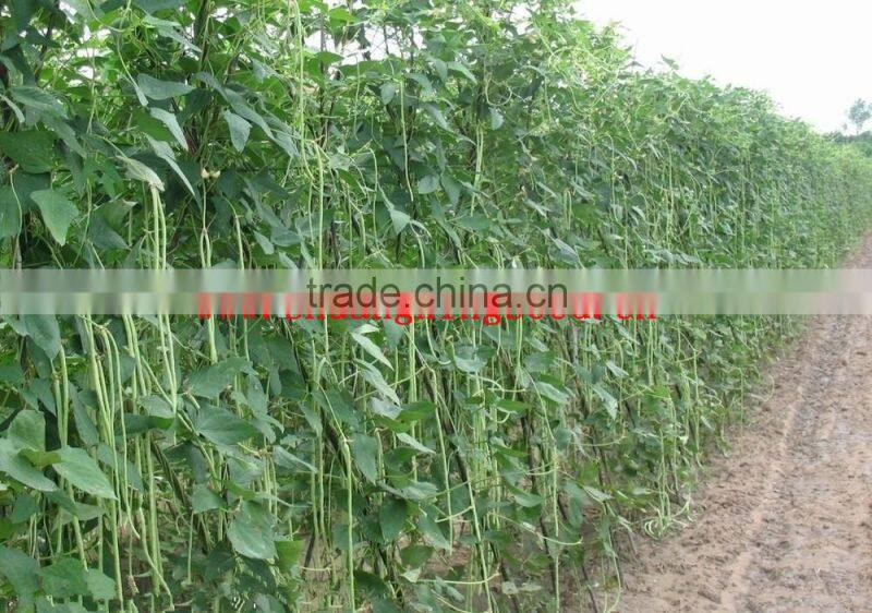 Best Bean Seeds SX Cowpea Seeds No.1410