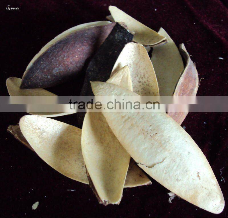 Lilly petals
