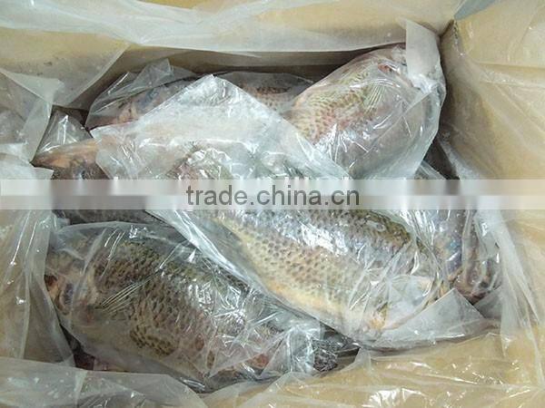 Tilapia GS whole gutted scaled IQF