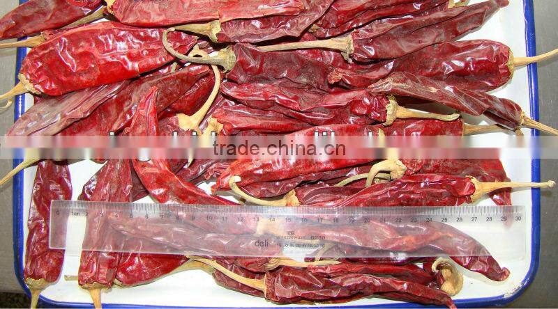 AMERICAN RED CHILI with stem