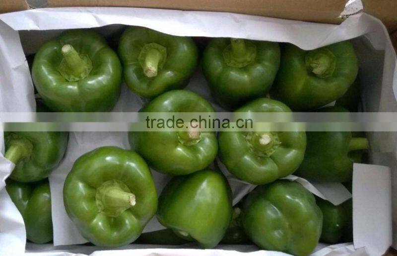FRESH SWEET PEPPER / BELL PEPPER +84963818434 whatsapp