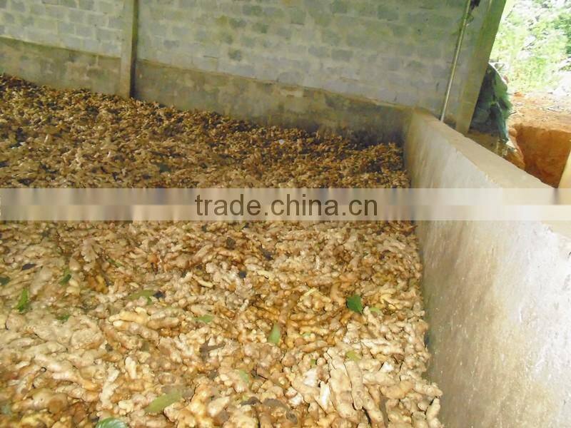 Hight Quality fresh Ginger best price