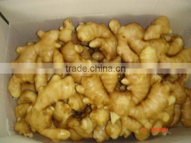 mesh bag &PURE block fresh fat ginger