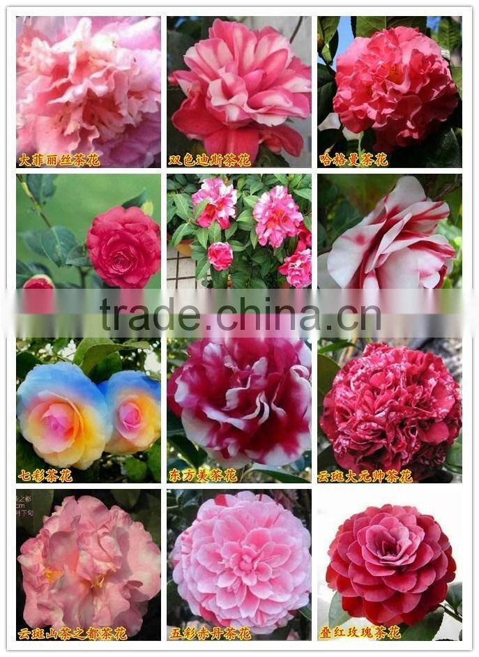 Indoor plant and outdoor plant Camellia japonica