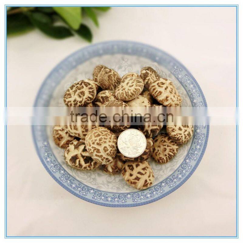 Winter Mushroom, Donko Shiitake Mushroom Spawn