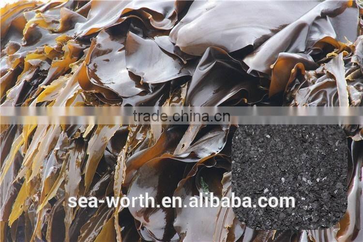 Wholesale seaweed extract biotechnology with competitive price