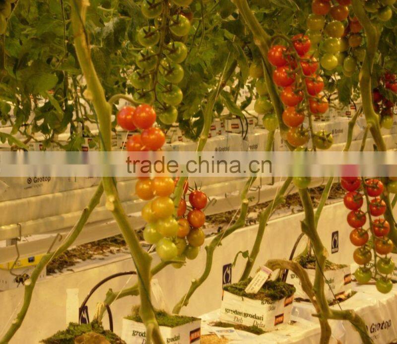 High Quality Save Tomato PP Twine